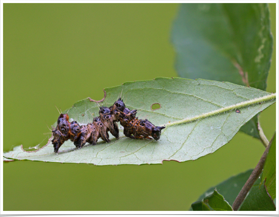 Harrisimemna trisignata
Harris' Three-Spot
Marengo County, Alabama